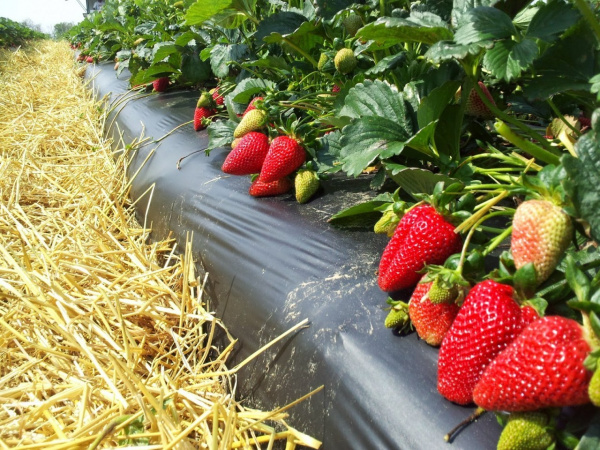 Пленка мульчирующая для земляники цвет черный Пленка мульчирующая для земляники цвет черный