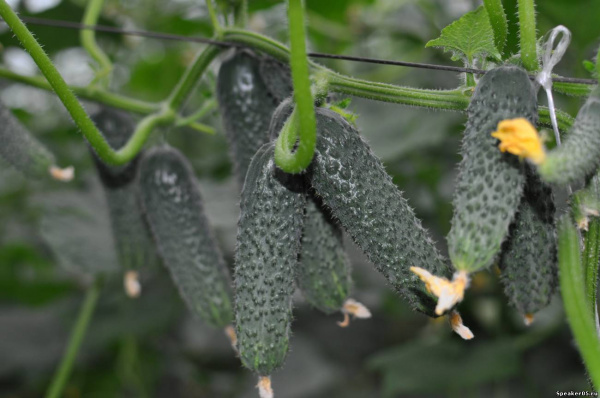 Семена огурца Лютояр