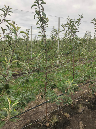 Саженцы яблони